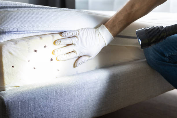 Best Insect Control  in Scanlon, MN