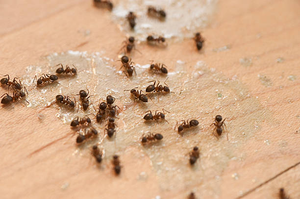 Best Pest Control Near Me  in Scanlon, MN