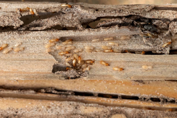 Best Local Pest Control Services  in Scanlon, MN